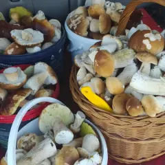 Grzybobranie w Świętokrzyskiem: Gdzie szukać borowików i podgrzybków?