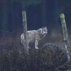 Tajemnice fauny ŚPN: Wilki, rysie i ponad 4000 gatunków