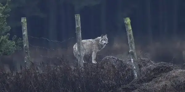 Tajemnice fauny ŚPN: Wilki, rysie i ponad 4000 gatunków